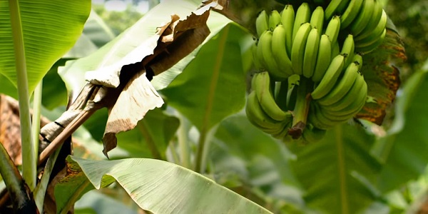 bột ăn dặm sữa Hipp organic chuối đào Banana Peach bé từ 4 tháng