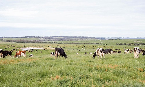 Sữa Bellamy's Organic 8 HMOs số 4 lon 800g cho trẻ trên 3 tuổi