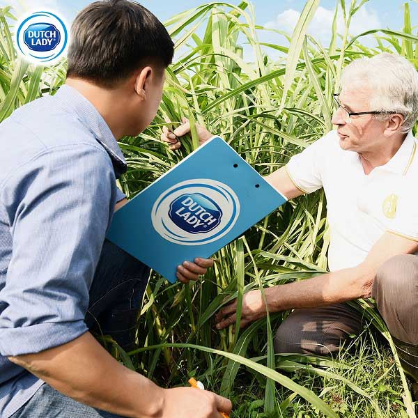 Sữa bột nguyên kem Cô Gái Hà Lan lon 850g