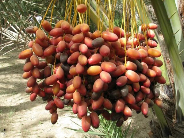 Sữa hạt TH True Nut hạt và gạo lứt đỏ hộp 180ml