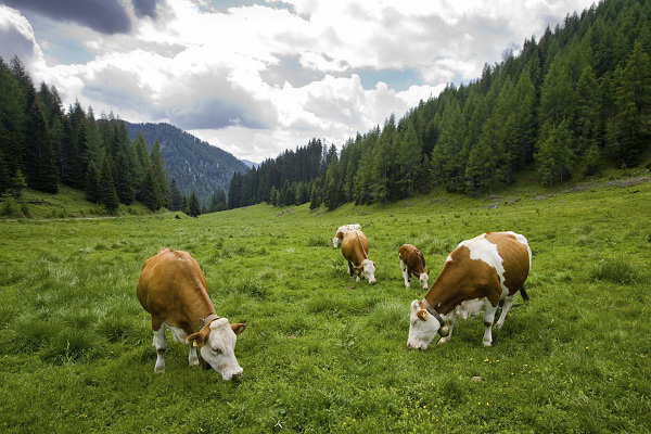 Sữa HiPP Combiotic số 3 lon 800g cho trẻ từ 1 - 3 tuổi