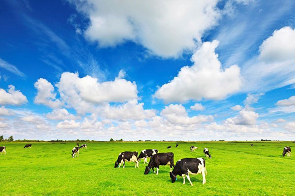 Sữa Tươi Dalatmilk vị tự nhiên nguyên chất hộp 180ml