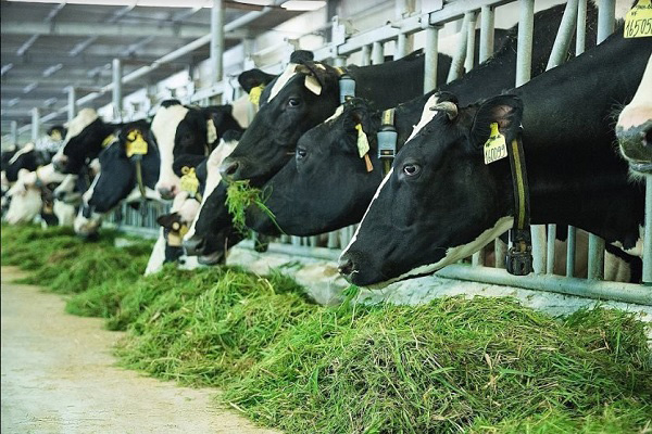 Sữa tươi Vinamilk có đường hộp 180ml