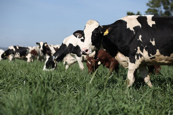 Sữa tươi Vinamilk Socola hộp 180ml