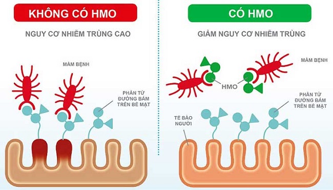 Sữa Wakodo nội địa nhật lon 830g cho trẻ 1 đến 3 tuổi