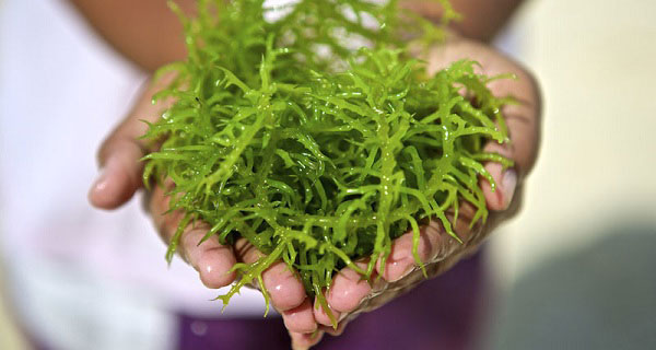 DHA từ vi tảo biển