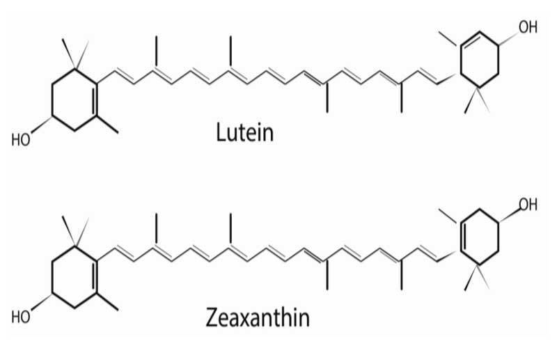 dưỡng chất lutein