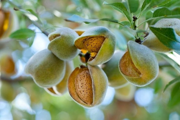 Sữa hạt Hạnh Nhân Không Đường 137 Degrees hộp 1 Lít