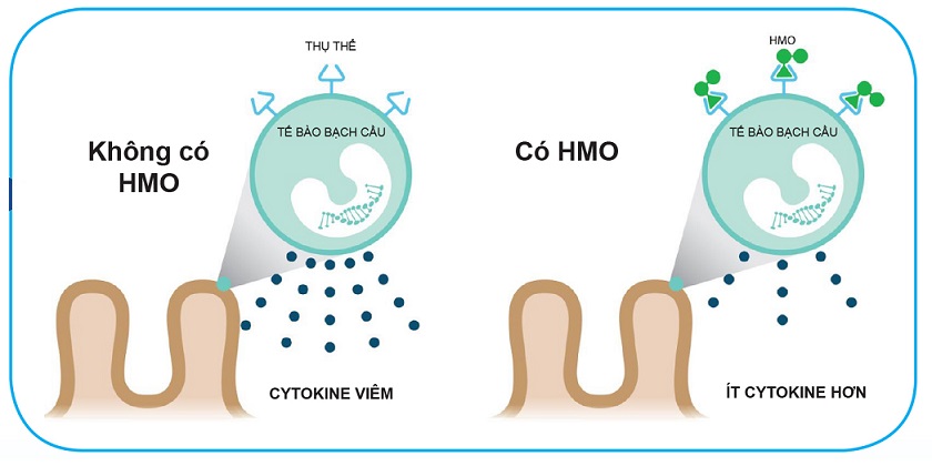 sữa similac iq 1 HMO cho trẻ 0 đến 6 tháng tuổi lon 900g