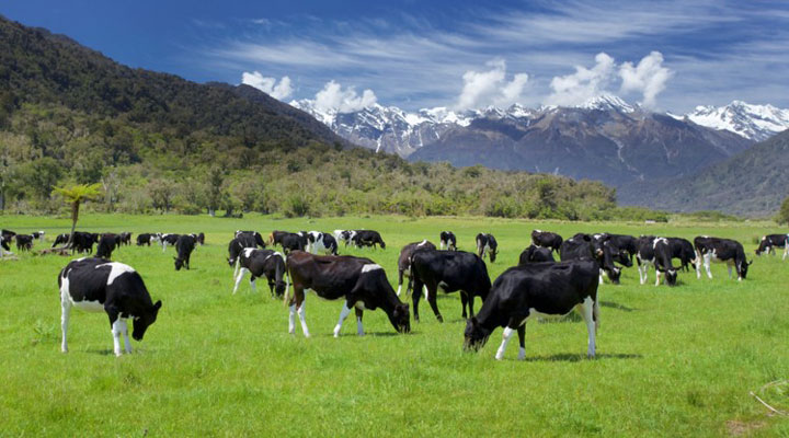 sữa tươi anchor nhập khẩu New Zealand