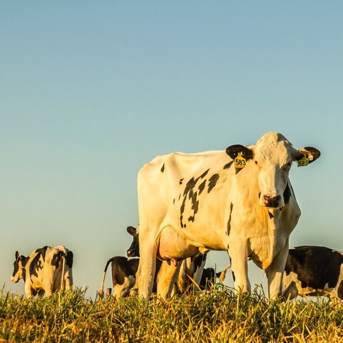 Sữa tươi nguyên kem Australia Own Milk hộp 200ml nhập khẩu Úc