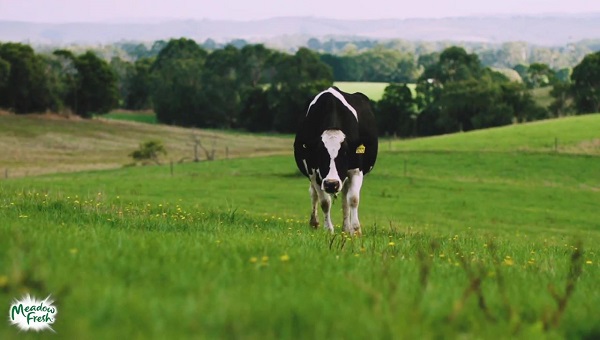 Sữa tươi nguyên kem Meadow Fresh hộp 1 Lít