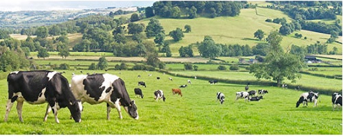 Sữa tươi Reta Milk Úc Ít đường hộp 200ml