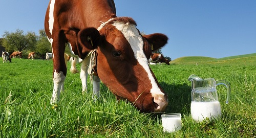 Sữa tươi không béo Harvey fresh skim milk Úc hộp 1 lít