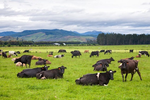 Sữa tươi Meadow Fresh bổ sung Canxi hộp 1 lít 