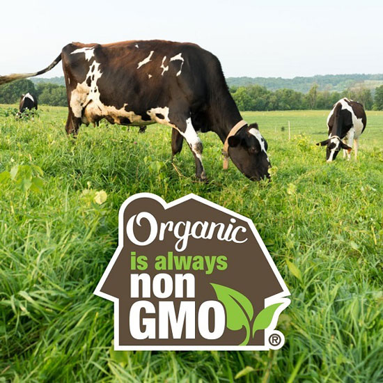 Sữa tươi hữu cơ organic nhập khẩu