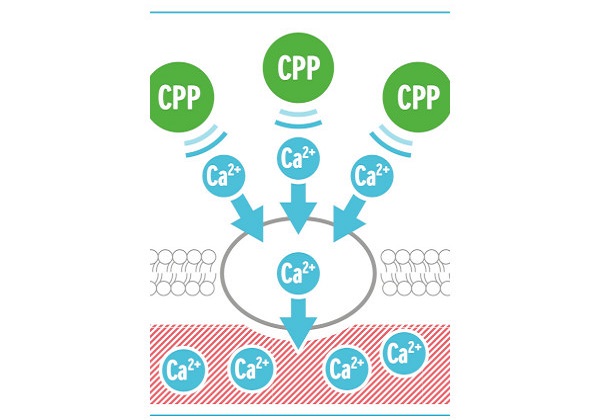 Sữa XO số 2 nội địa Hàn Quốc lon 800g cho trẻ 6-12 tháng tuổi