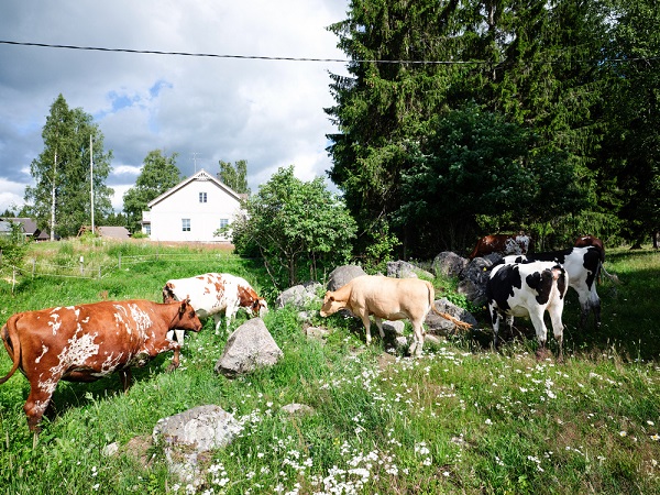 Sữa tăng chiều cao Pitelac lon 800g cho trẻ từ 2-12 tuổi