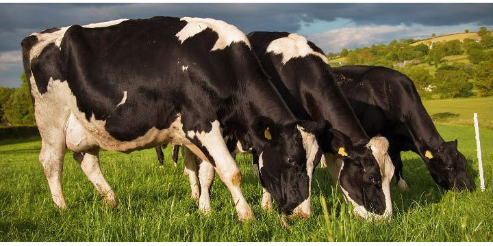 Sữa tươi Reta Milk Úc Ít đường hộp 1 Lít