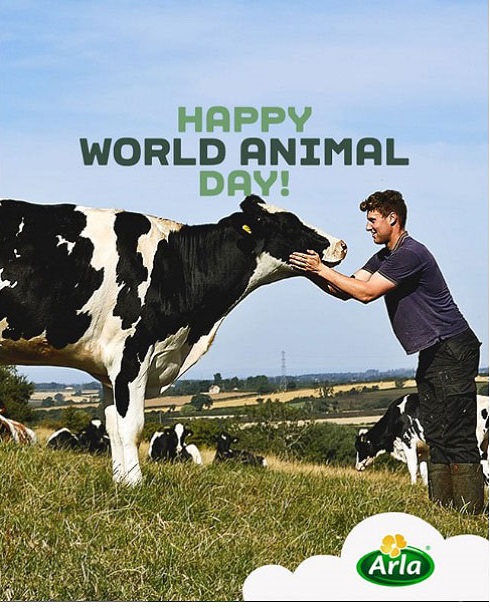 Sữa tươi Arla Organic vị Chocolate hộp 200ml