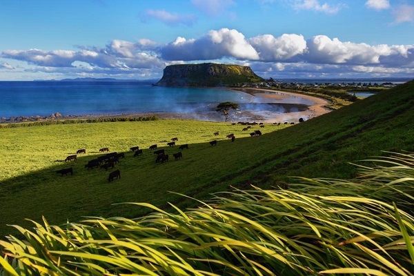 Thùng sữa tươi Moozi Úc có đường hộp 180ml