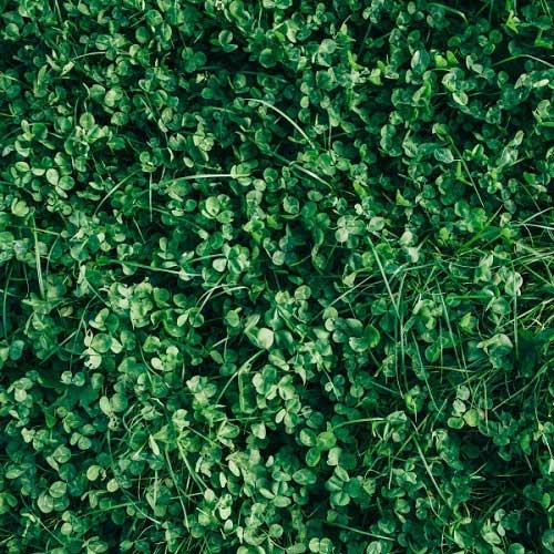 Sữa tươi hữu cơ Daioni Organic ít béo hộp 1 Lít