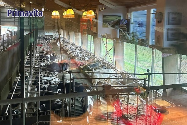 Chương trình khuyến mãi sữa Primavita Hà Lan